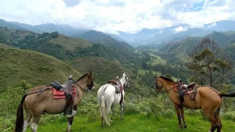 Salento, Cócora + Horseback Riding from Pereira or Armenia - A Deep Dive into the Cocora Valley Experience