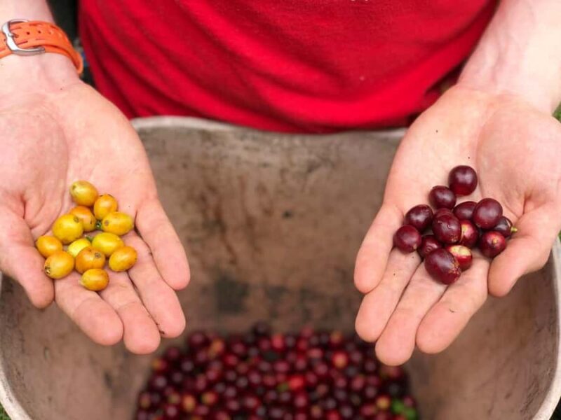 Salento: Coffee Farm Tour with Tasting - Why This Tour Stands Out