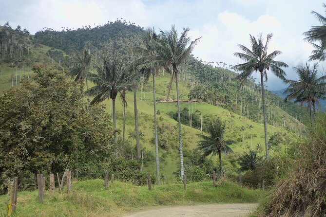 Salento, Cradle of wax palm, Carbonera Hike Tour - Experience the Magic of Salento and the Cocora Valley with the Carbonera Hike Tour