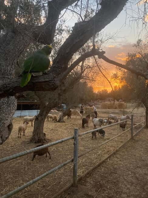 Salento: farm visit with local product tasting - FAQ