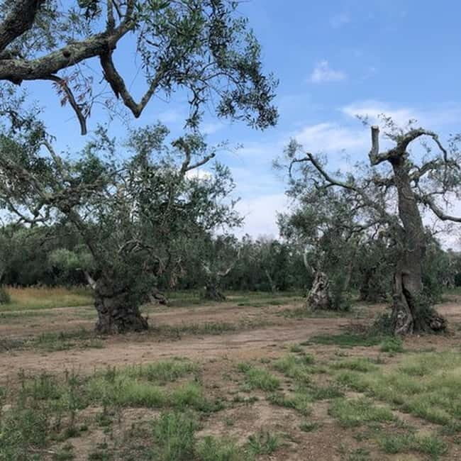 Salento: Olive Oil Mill Walking Tour with Tastings - The Authenticity and Value