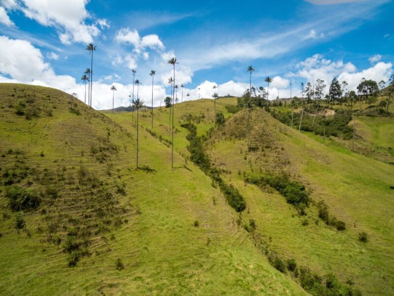 Salento: Private Cocora Valley, Salento & Coffee Farm Tour - Final Thoughts