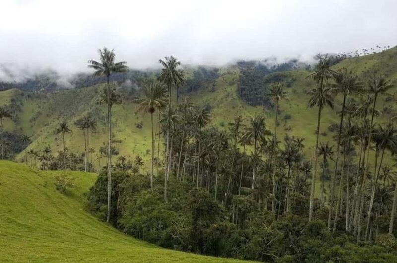 Salento: Salento & Cocora Valley Tour - Key Points