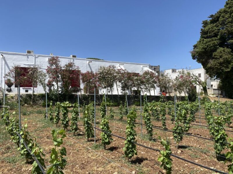 Salento: Winery Tour and Tasting - Key Points