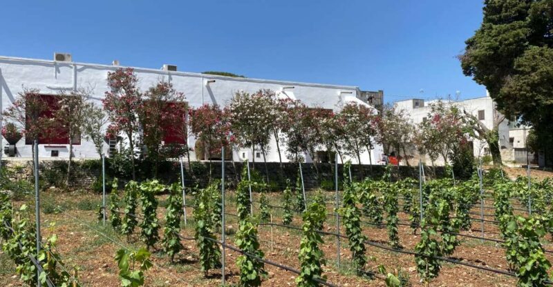 Salento: Winery Tour and Tasting - Why Travelers Find This Experience Valuable