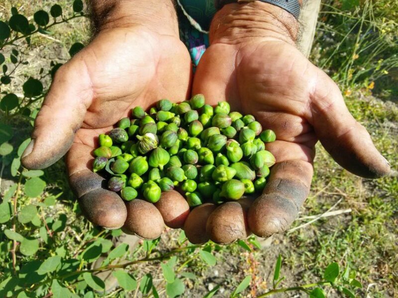 Salina Capers Experience - Frequently Asked Questions