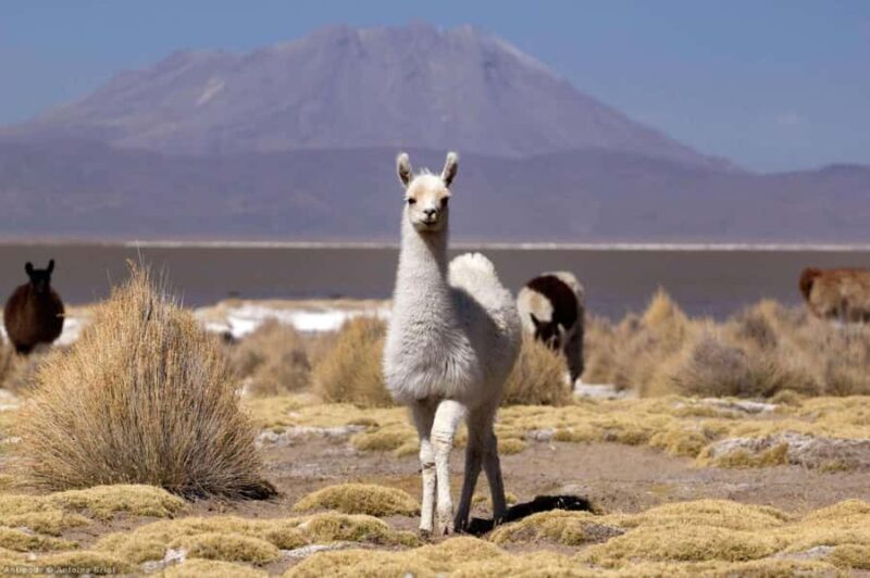 Salinas and Aguada Blanca National Reserve - Key Points