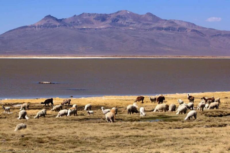 Salinas and Aguada Blanca National Reserve - Who Will Love This Tour?
