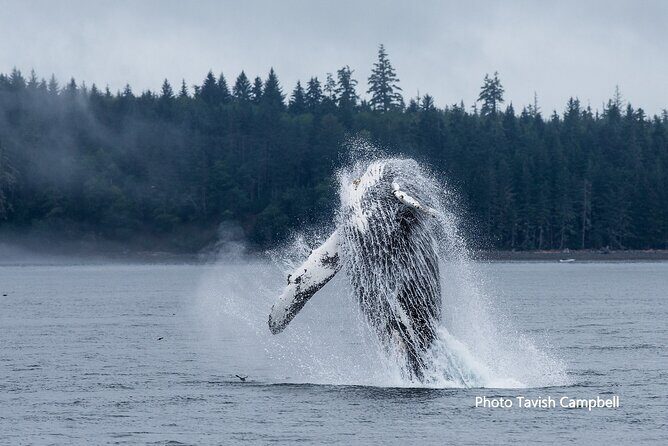 Salish Sea Whale Watching Tour in Campbell River - An In-Depth Look at the Salish Sea Whale Watching Tour
