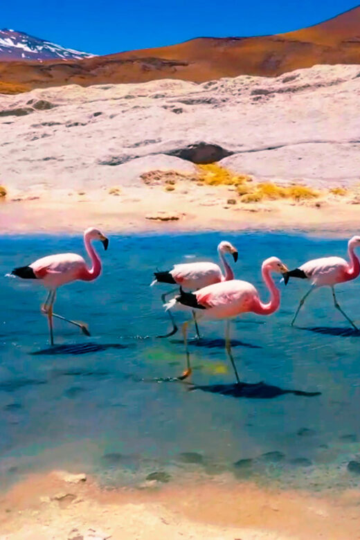 Salt Flats Expedition - Intimate Journey + Culinary Delights - FAQ