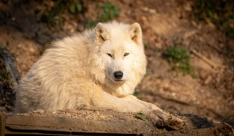 Salzburg Zoo Hellbrunn Skip-the-line Tickets & Private Car - An Authentic Wildlife Adventure in Salzburg