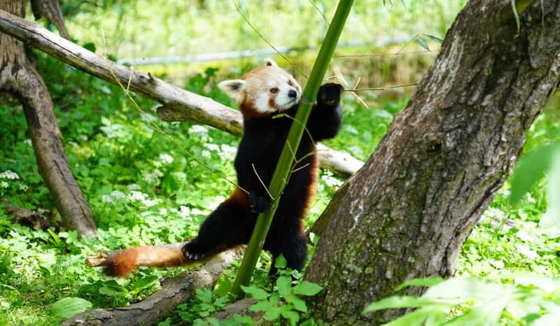 Salzburg Zoo Hellbrunn Skip-the-line Tickets & Private Car - Frequently Asked Questions