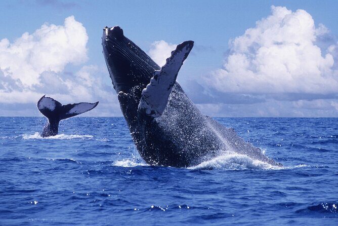 Samana Bay and Cayo Levantado Whale Watching Tour from Punta Cana - Exploring the Details: What to Expect from the Tour