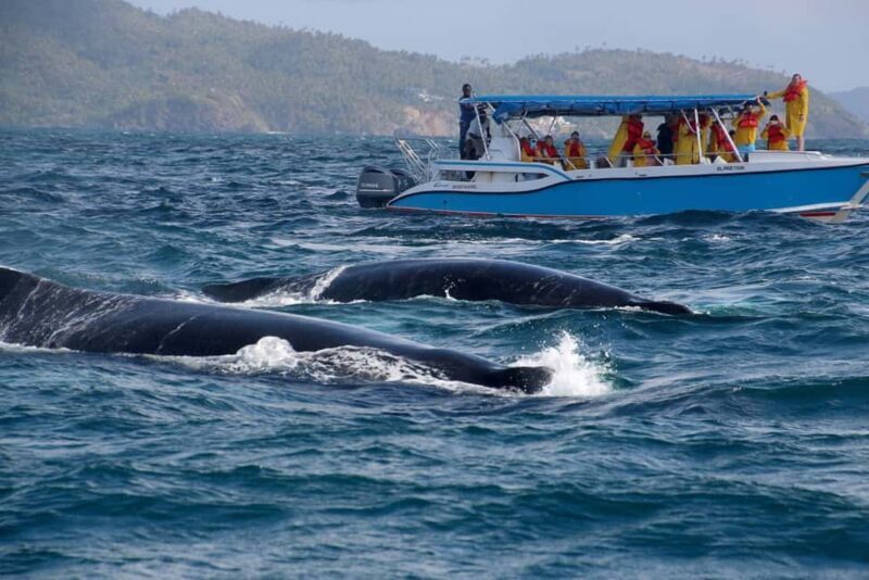Samana: Guided Day Trip with Buffet Lunch and Whale Watching - FAQ