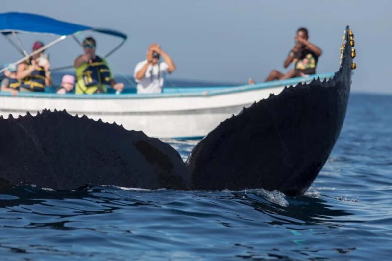Samaná: Private Catamaran Whale Watching Tour with Drinks - A Closer Look at the Experience