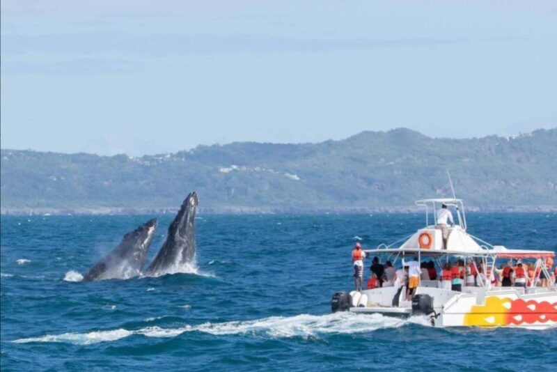 Samana: Private Whale Watching Half Day Trip - Frequently Asked Questions
