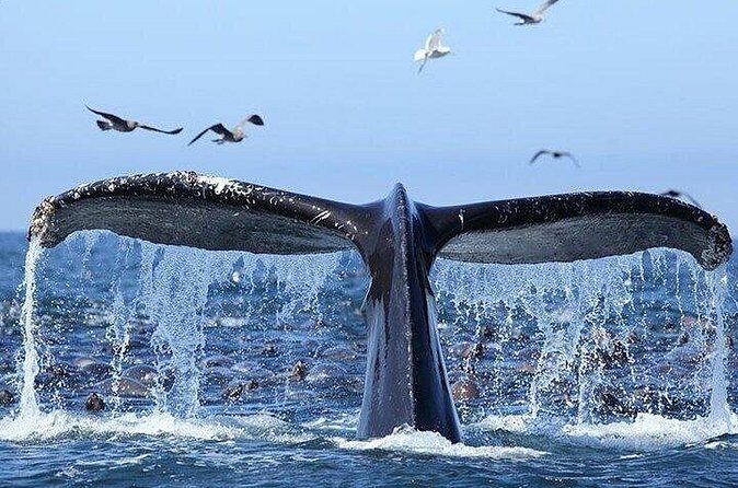 Samaná Whale Tour with Lunch from Santo Domingo - Final Thoughts: Is It Worth It?