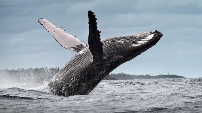 Samana: Whale Watching and Cayo Levantado Full Day Tour - The Full Experience