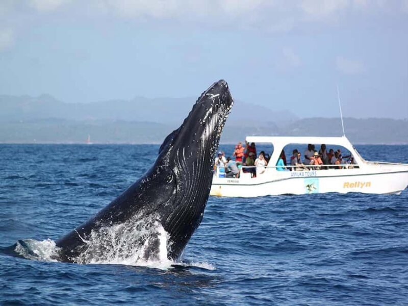 Samaná: Whale Watching and Cayo Levantado Island Tour - Samaná: Whale Watching and Cayo Levantado Island Tour