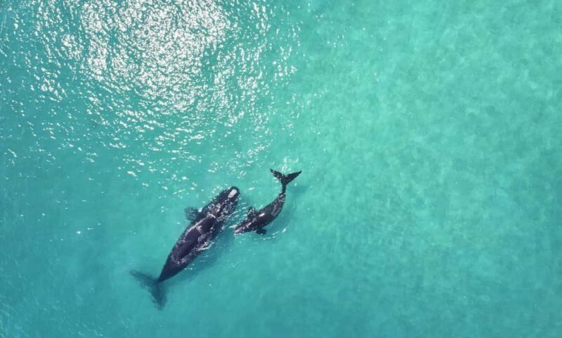 Samaná: Whale Watching and Cayo Levantado Island Tour - Key Points