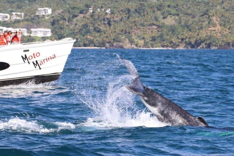 Samaná: Whale Watching and Cayo Levantado Island Tour - Introduction: A Day of Natural Wonders and Island Relaxation