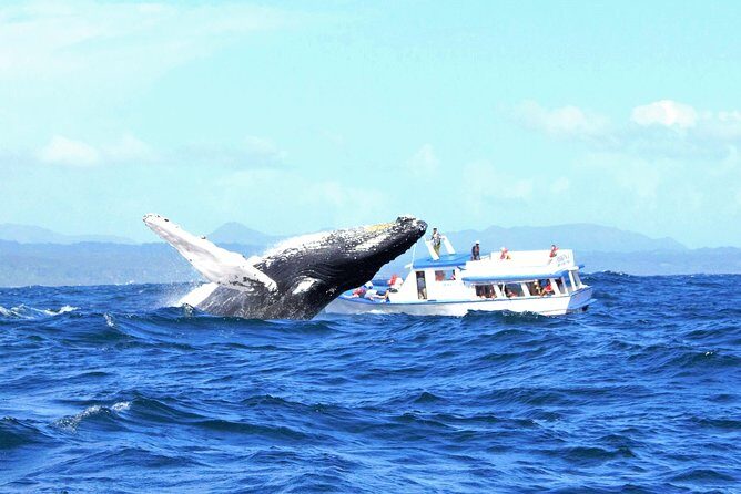 Samaná Whale Watching + Cayo Levantado (Bacardi Island). - The Full Experience: What to Expect from Start to Finish