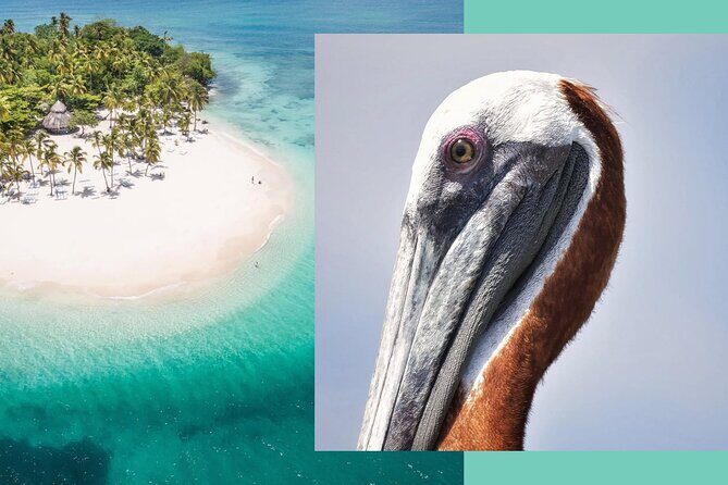 Samana Whale Watching + Cayo Levantado ( Bacardi Island) with Lunch by Locals - An In-Depth Look at the Samana Whale Watching Tour