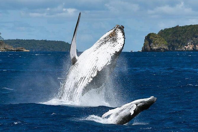 Samana Whale Watching + Cayo Levantado ( Bacardi Island) with Lunch by Locals - FAQ