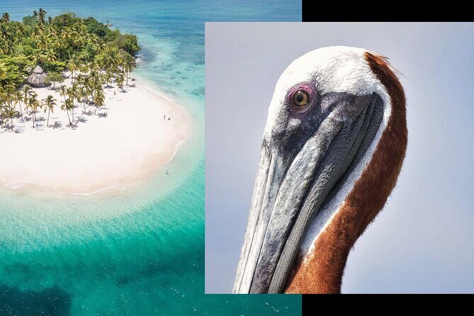 Samana Whale Watching + Cayo Levantado + Limon Waterfalls from Punta Cana Hotels - Key Points