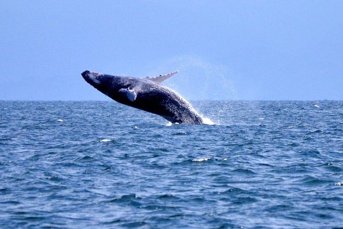 Samana Whale Watching + Cayo Levantado + Limon Waterfalls from Punta Cana Hotels - Deep Dive into the Experience