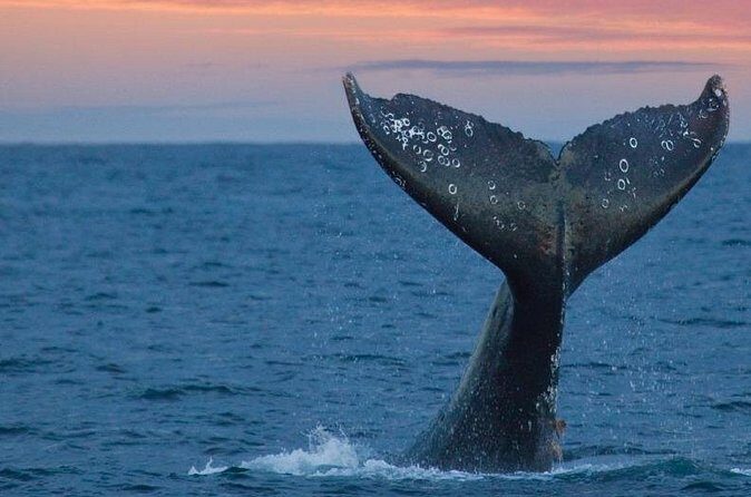 Samana Whale Watching Tour From Las Terrenas. Cayo Levantado with Lunch - FAQ