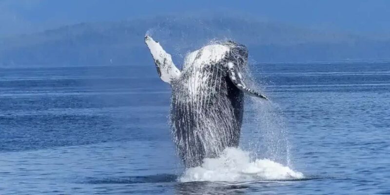 Samaná: Whale Watching Tour with Guide - The Experience: A Detailed Look at the Whale Watching Tour