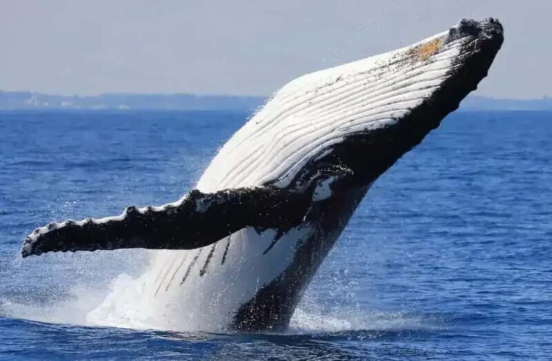 Samaná: Whale Watching Tour with Guide - Analyzing the Value: Is It Worth It?