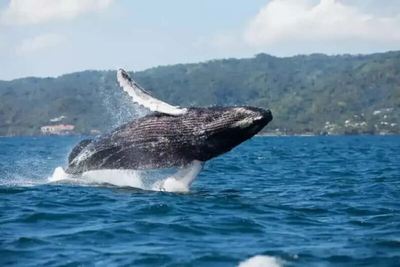 Samaná: Whale Watching Tour with Guide - FAQ