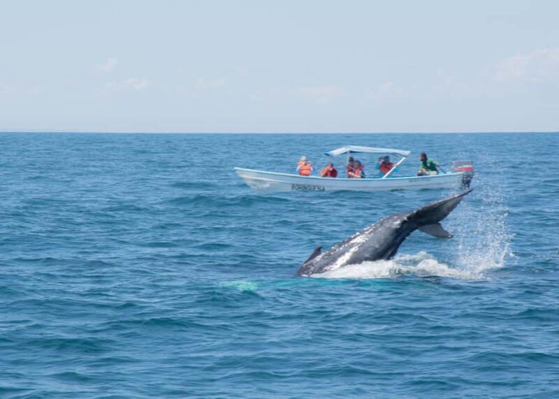 Samaná: Whale Watching Tour with Snacks - Why This Tour Is Perfect for You
