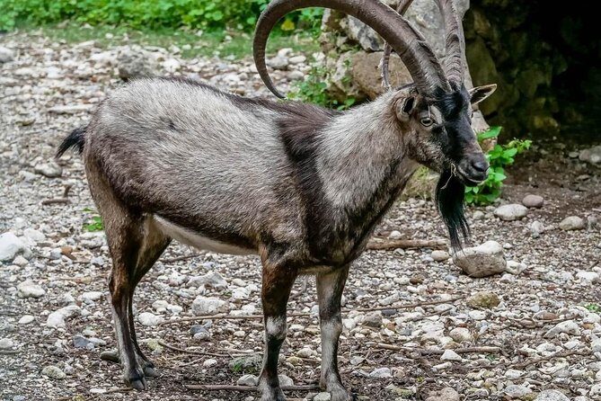 Samaria Gorge Hiking Day Tour From Rethymno - FAQ