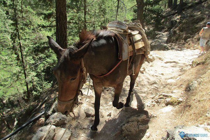 Samaria Gorge Trek: Full-Day Excursion from Chania with Guide - The Bottom Line: Who Will Love This Tour?