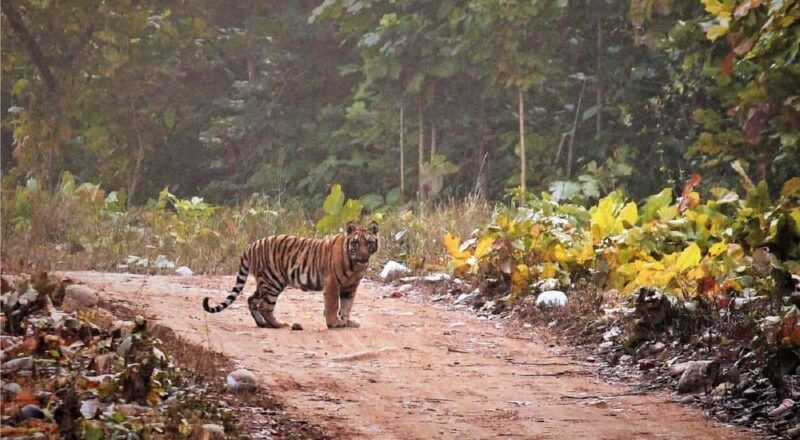 Same Day Rajaji National Park from Chandigarh - Key Points