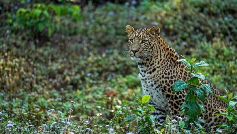 Same Day Rajaji National Park from Chandigarh - Practical Tips When Booking