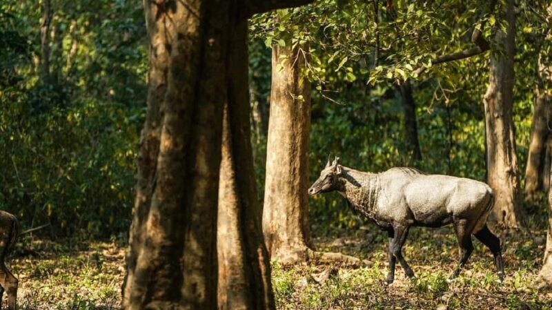 Same Day Rajaji National Park from Chandigarh - Final Thoughts