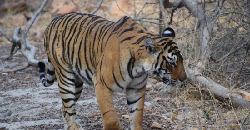 Same Day Ranthambhore WildLife Tour From Jaipur - Who Should Consider This Experience?