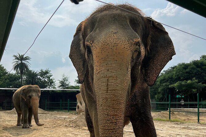 Same Day Tajmahal at Sunrise and SOS wildlife sanctuary tour - Who Will This Tour Suit Best?