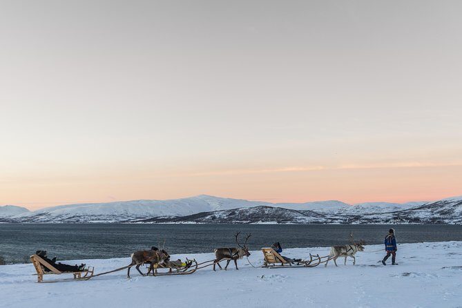 Sami Culture and Short Reindeer Sledding from Tromso - The Sum Up: Is It Worth It?