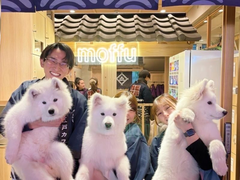 Samoyed in Harajuku: The Fluffiest Spot on Takeshita Street Play Now - At a glance