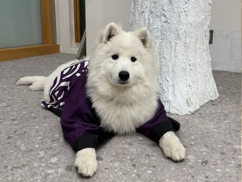 Samoyed in Harajuku: The Fluffiest Spot on Takeshita Street Play Now - A fluffy break on Takeshita Street