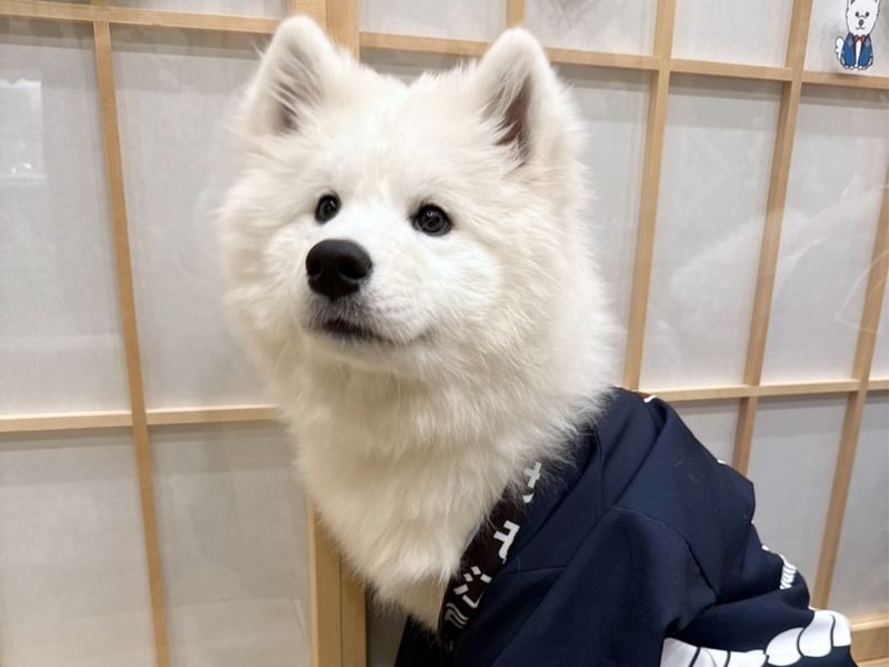 Samoyed in Harajuku: The Fluffiest Spot on Takeshita Street Play Now - Meeting the dogs, on their terms