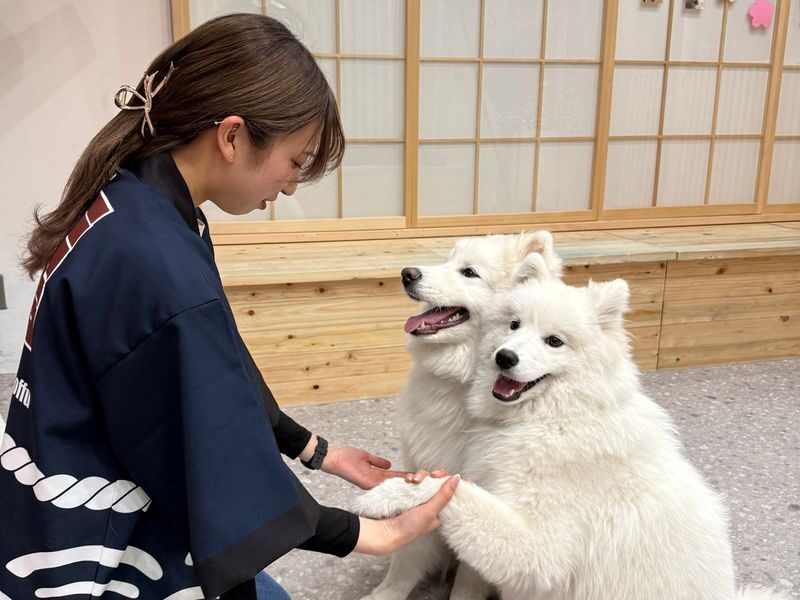Samoyed in Harajuku: The Fluffiest Spot on Takeshita Street Play Now - Drinks, photos, and what costs extra