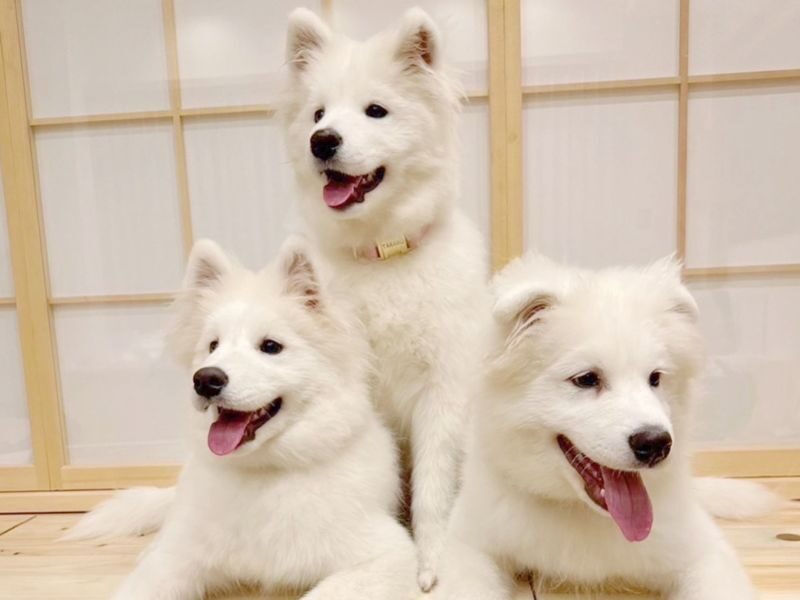 Samoyed in Harajuku: The Fluffiest Spot on Takeshita Street Play Now - Space, comfort, and animal welfare