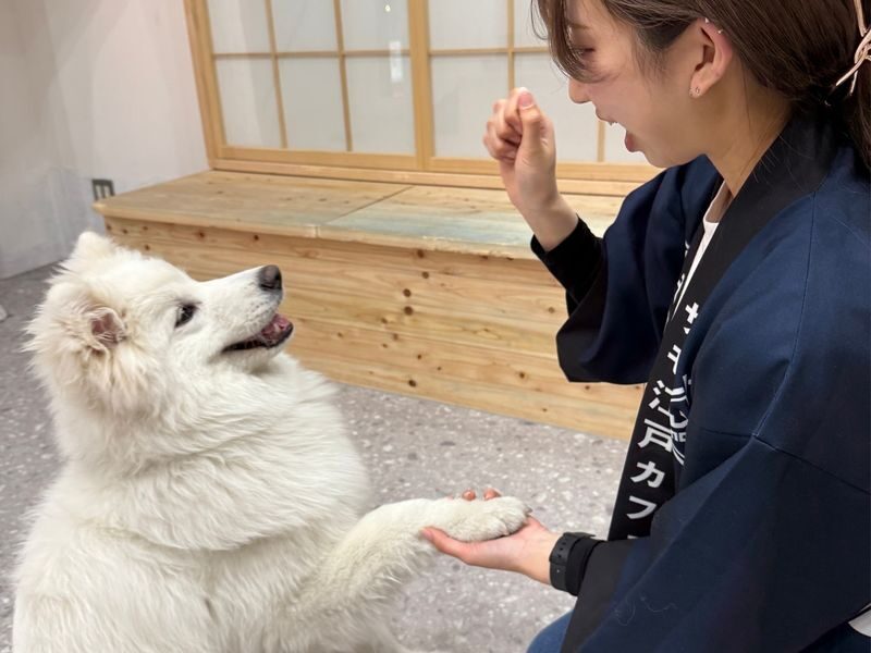 Samoyed in Harajuku: The Fluffiest Spot on Takeshita Street Play Now - Who will enjoy this stop