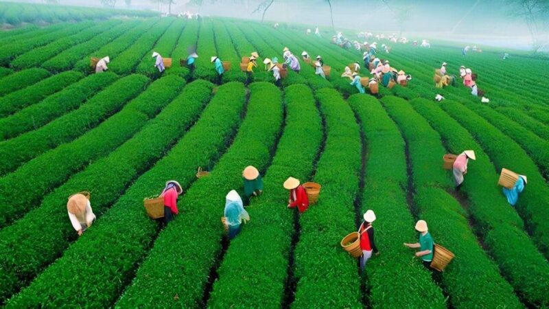 Samtem Hills Dalat - The Sum Up: The Value of a Balanced, Authentic Experience